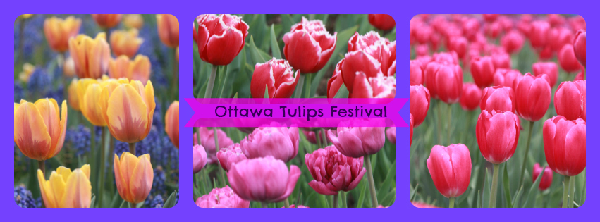 Ottawa Tulip Festival 2013