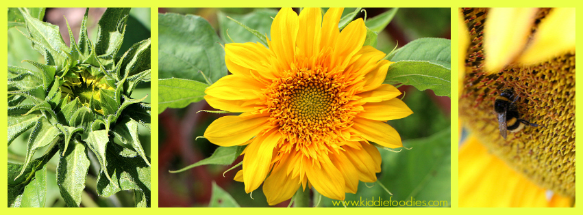 Sunflower flower photo collage1